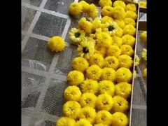 2300*1200*2000mm 2 Rack Hot Air Oven Dryer Fruits Tea Leaves Drying Machine